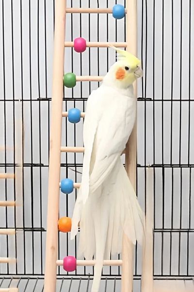 Alyones Wooden Parrot Climbing Ladder with Colorful Beads - Chewable Toy