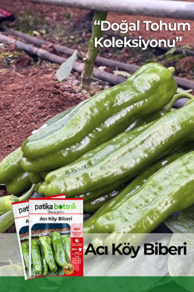 Patika Botanik 100 Adet Acı Köy Biberi Tohumu