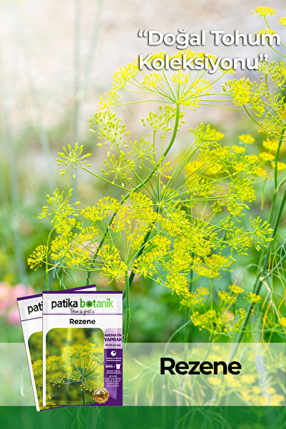 Patika Botanik 100 Adet Rezene Tohumu