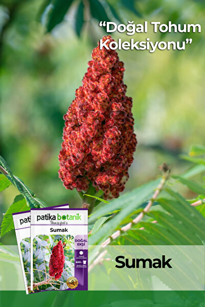 Patika Botanik 20 Adet Sumak Tohumu
