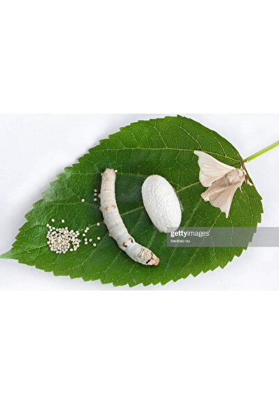 ŞİFAGIDA İpek böceği yumurtasi 50ad (ipek böceği tohumu)