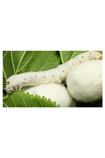 ŞİFAGIDA İpek böceği yumurtasi 100ad