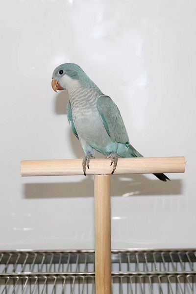 Alyones 19.99cm T-Shaped Wooden Bird Platform - for Small to Medium Parrots