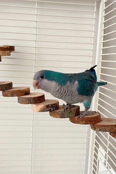 Alyones Applewood Bird Climbing Ladder - Natural Wood Exercise Ladder for Parrots