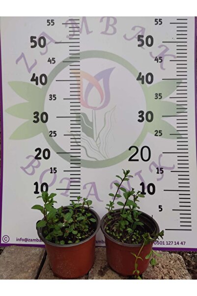 Zambak Botanik Nane (Mentha) - Ferahlatıcı ve Aromatik Bitki