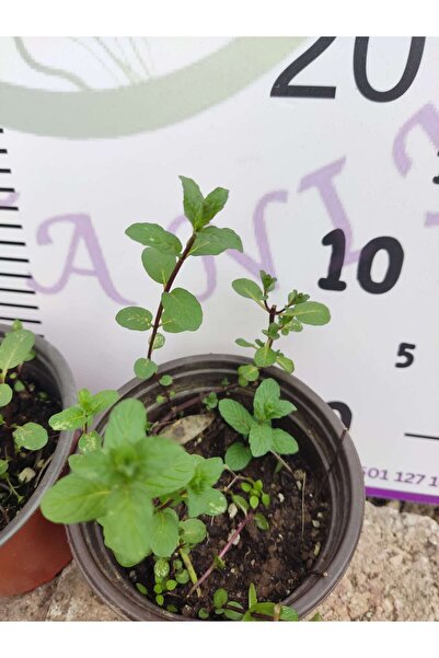 Zambak Botanik Nane (Mentha) - Ferahlatıcı ve Aromatik Bitki