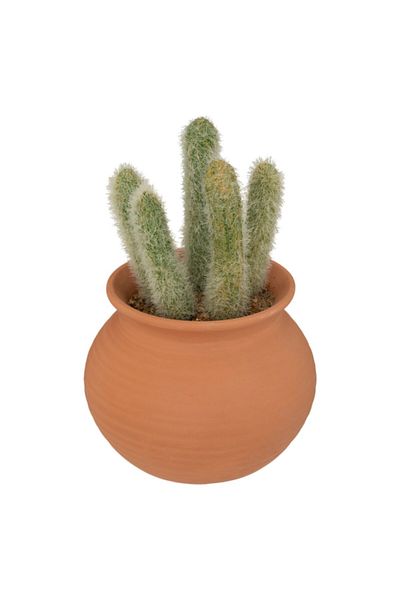 Atmosphera Easy Maintenance Realistic Looking Decorative Artificial Cactus Plant with Pot