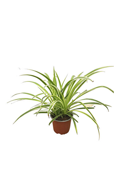 Betonish Chlorophytum Comosum 'Ocean' (Kurdele Çiçeği)