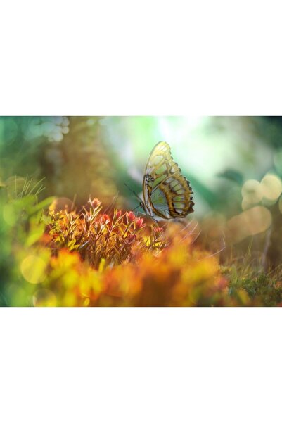 Zumzeria Tablou Canvas Summer Meadow In Sunny Day, 80x50cm, tabloucanvas627, ...