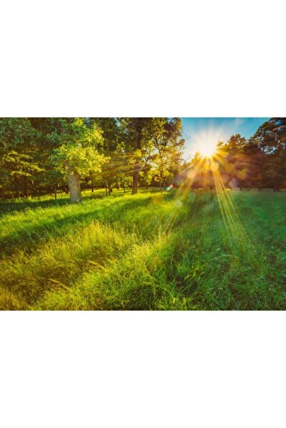 Zumzeria Πίνακας σε καμβά Grassy Sunrise, 80x50εκ., καμβάς 60,