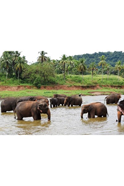 Zumzeria Tablou Canvas Wildlife In Thailand, 80x50cm, tabloucanvas740, Zumzer...