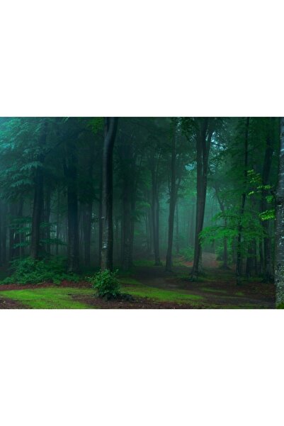 Zumzeria Καμβάς Tablou Σκιές Δέντρων σε Πυκνό Δάσος, 80x50εκ., tabloucanvas323,