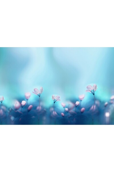 Zumzeria Tablou καμβάς με λευκές πρίμουλες σε όμορφο μπλε φόντο, 80x50εκ., ta...