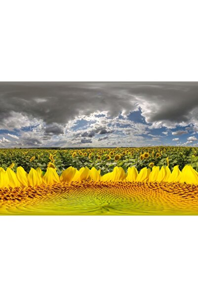 Zumzeria Tablou Canvas Beautiful Field Of Sunflower, 80x50cm, tabloucanvas990...