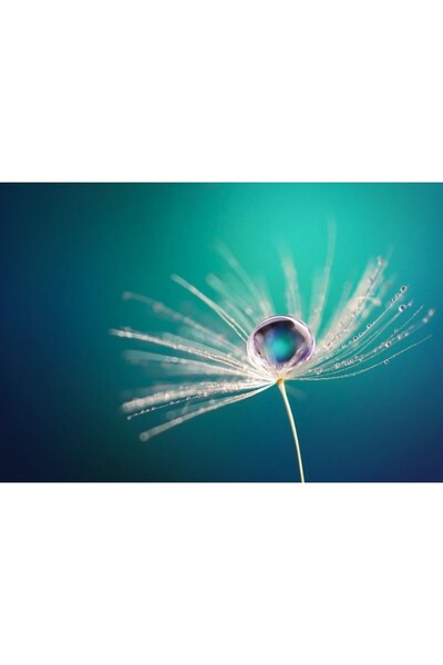 Zumzeria Tablou Canvas Beautiful Shiny Drops On Dandelion, 80x50cm, tabloucanvas193, Zumzeria ®