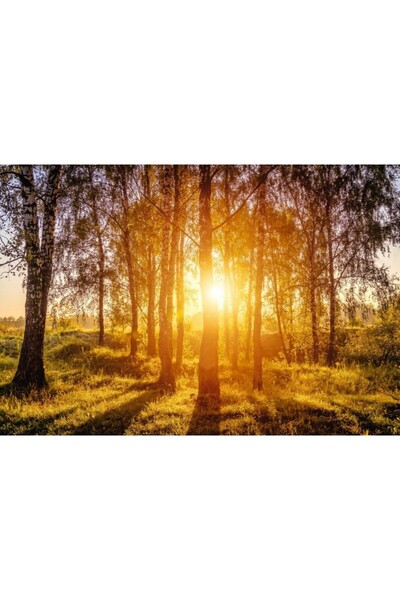 Zumzeria Tablou Canvas Sunrise In A Birch Forest, 80x50cm, tabloucanvas617, ®