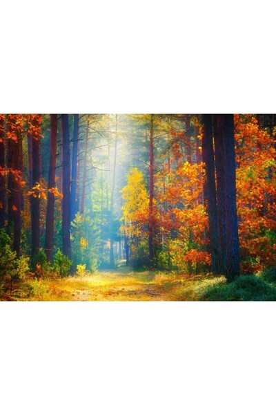 Zumzeria Πίνακας σε καμβά Δάσος σε όμορφα φθινοπωρινά χρώματα, 80x50εκ., canv...