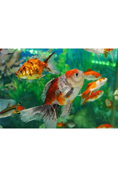 Zumzeria Tablou καμβάς με θέμα το χρυσόψαρο κολύμβησης, 80x50εκ., tabloucanva...