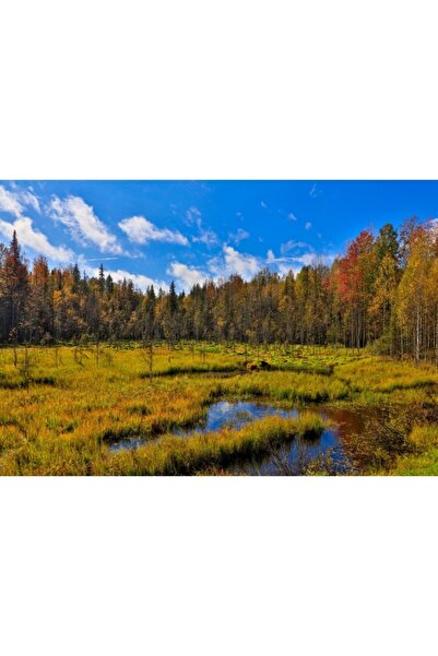 Zumzeria Tablou Canvas Sunny Autumn Day Over The Trees, 80x50cm, tabloucanvas...