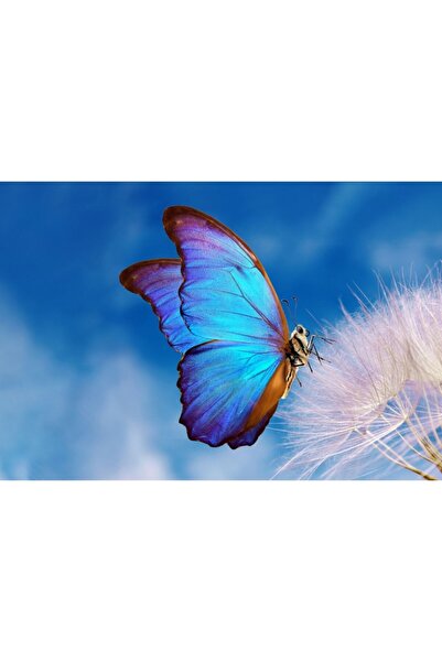 Zumzeria Πίνακας σε καμβά Morpho Butterfly On A Dandelion, 80x50εκ., canvaspa...