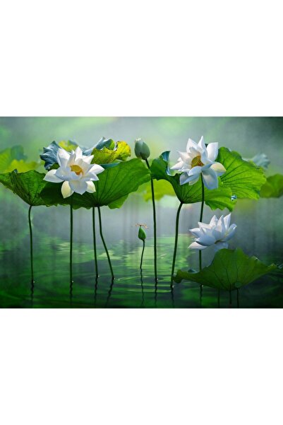 Zumzeria Tablou Canvas Beautiful White Lotus Flowers, 80x50cm, tabloucanvas46...