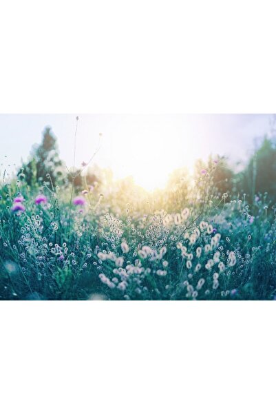 Zumzeria Tablou Canvas Blooming High Wild Grass, 80x50cm, tabloucanvas585, Zu...