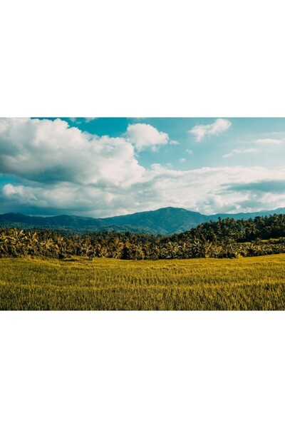 Zumzeria Tablou Canvas Beautiful Ricee Fields In Tropical Summer, 80x50cm, tabloucanvas578, Zumzeria ®