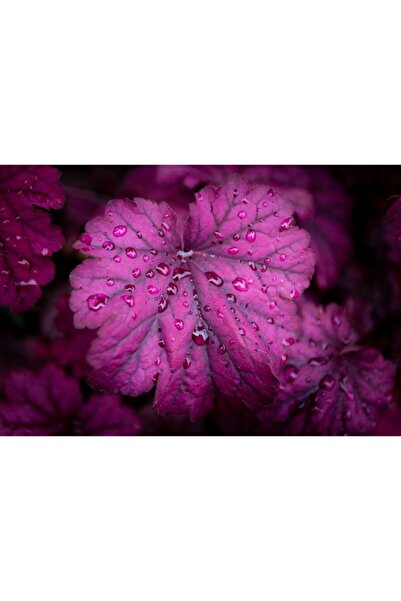 Zumzeria Tablou Canvas Neon Pink Leaves, 80x50cm, tabloucanvas67, ®