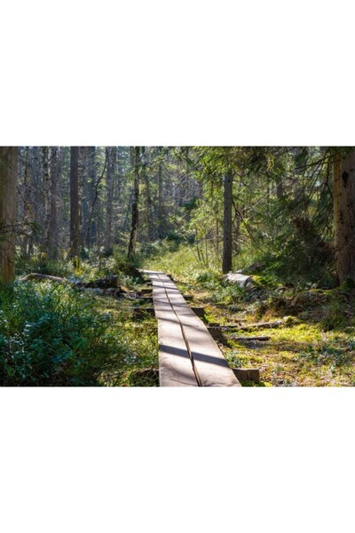 Zumzeria Καμβάς Tablou Το Μονοπάτι Την Άνοιξη, 80x50εκ., tabloucanvas449,