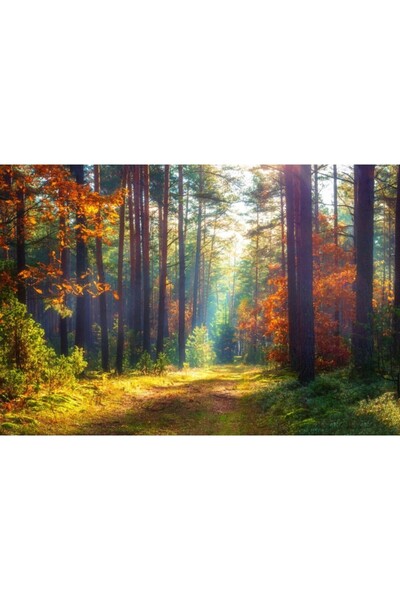 Zumzeria Tablou Canvas Walking Through Autumn Colors, 80x50cm, tabloucanvas365, Zumzeria ®