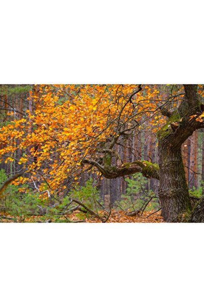 Zumzeria Tablou Canvas Old Oak ντυμένος σε φθινοπωρινά χρώματα, 80x50cm, tabloucanvas788, Zumzeria ®