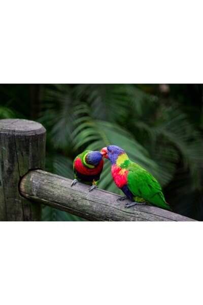 Zumzeria Πίνακας σε καμβά Όμορφα Lorikeets με θέμα το ουράνιο τόξο, 80x50εκ.,...
