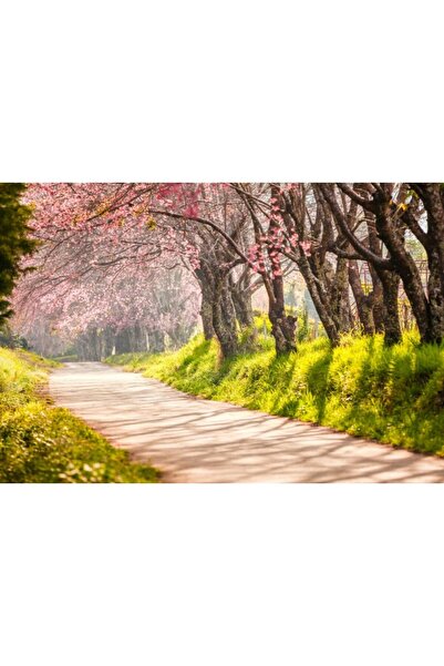 Zumzeria Καμβάς Tablou με ανθισμένα δέντρα πάνω από το μονοπάτι στην Ιαπωνία,...