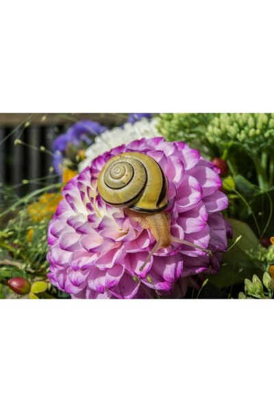 Zumzeria Tablou Canvas Beautiful Blooming Dahlia, 80x50cm, tabloucanvas1110, ...