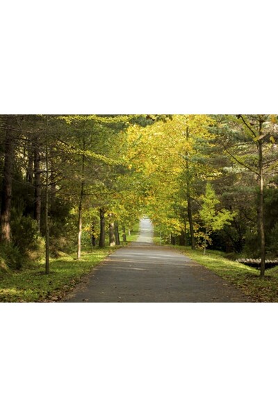 Zumzeria Tablou Canvas Walkway Through Yellow Autum Forest, 80x50cm, tablouca...