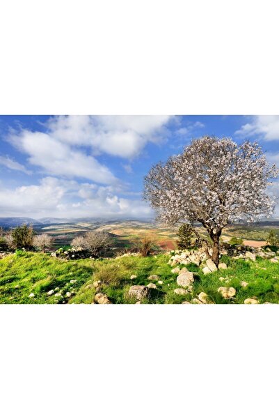 Zumzeria Tablou Canvas Dry Trees On The Green Hills, 80x50cm, tabloucanvas394...