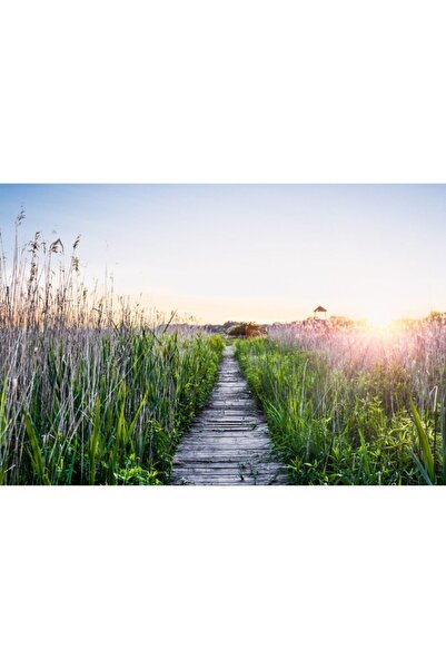 Zumzeria Ξύλινος καμβάς Tablou με χλοώδη διαδρομή, 80x50εκ., tabloucanvas24,