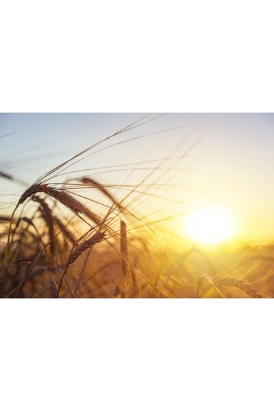 Zumzeria Πίνακας σε καμβά Σιτάρι στον ήλιο, 80x50εκ., καμβάς121,