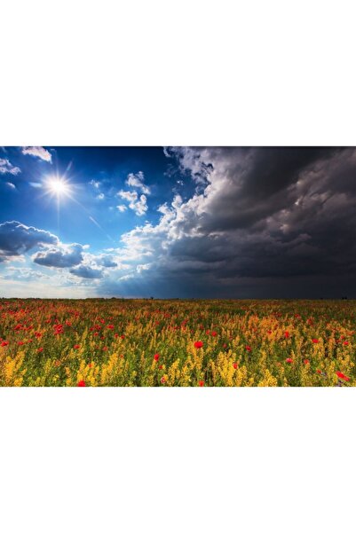 Zumzeria Tablou Canvas Poppy Fields Under Summer Sunshine, 80x50cm, tabloucanvas1100, ®
