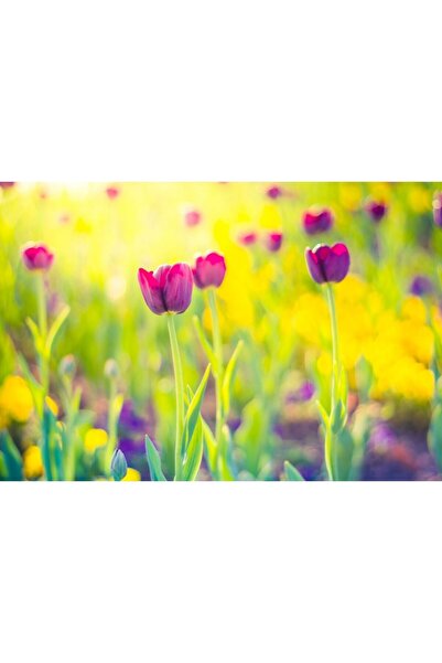 Zumzeria Tablou Canvas Beautiful Vibrant Tulips, 80x50cm, tabloucanvas141, Zu...