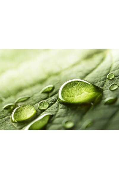 Zumzeria Καμβάς Tablou Σταγόνες νερού σε όμορφα πράσινα φύλλα, 80x50εκ., tabl...