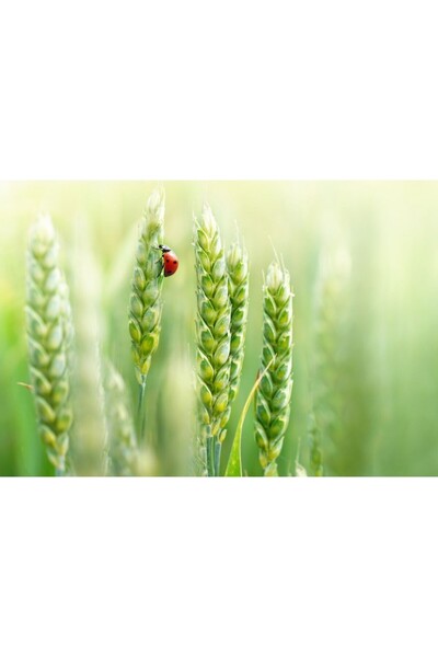 Zumzeria Tablou Canvas Ladybug On Wheat Crops, 80x50cm, tabloucanvas1122, Zum...