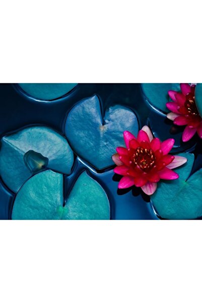 Zumzeria Πίνακας σε καμβά Κόκκινος Λωτός που Ανθίζει στο Νερό, 80x50εκ., canv...