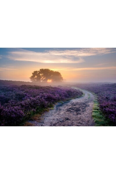 Zumzeria Tablou Canvas Blooming Heather Fields, 80x50cm, tabloucanvas762, Zumzeria ®