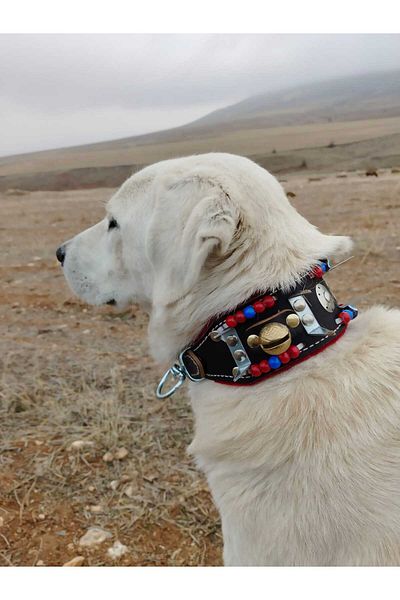 Sürmeli Tasma Small and Medium Breed Kangal Shepherd Dog Collar with 2 Bells Genuine Leather 60 cm