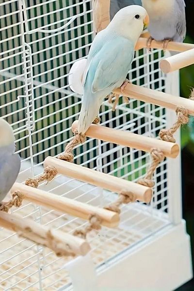Alyones All-Natural Wooden Parrot Toy - Exercise Set with Climbing Ladder & Perch