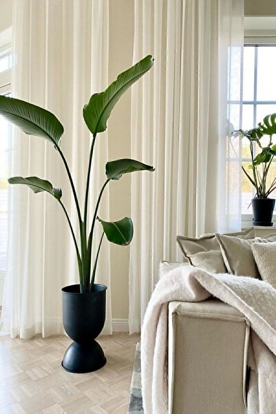 Green Flora Strelitzia Starliçe 90-120 cm Boyunda Tek Gövdeli Salon Bitkisi İç Mekan Bitkisi
