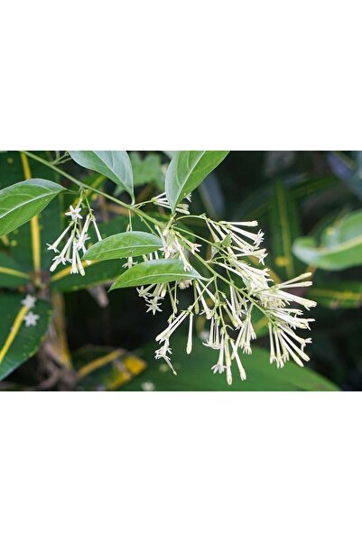 Zambak Gece Melisası (NİGHT BLOOMİNG JASMİNE, CESTRUM NOCTURNUM) - Gece Açan ...