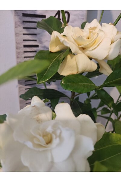 Zambak Gardenya (CAPE JASMİNE, GARDENİA JASMİNOİDES) - Yoğun Kokulu Ve Göster...