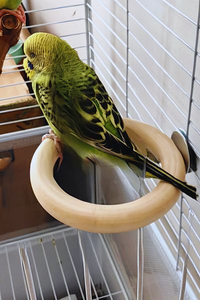 Alyones Solid Wood Bird Platform - Playground with Swing for Parrots